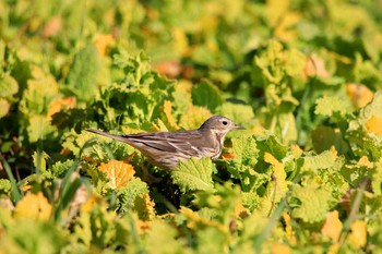 Water Pipit Kasai Rinkai Park Fri, 1/26/2018