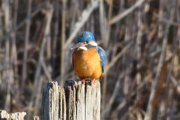 Common Kingfisher 北区 こどもの水辺 (東京都) Mon, 1/2/2023