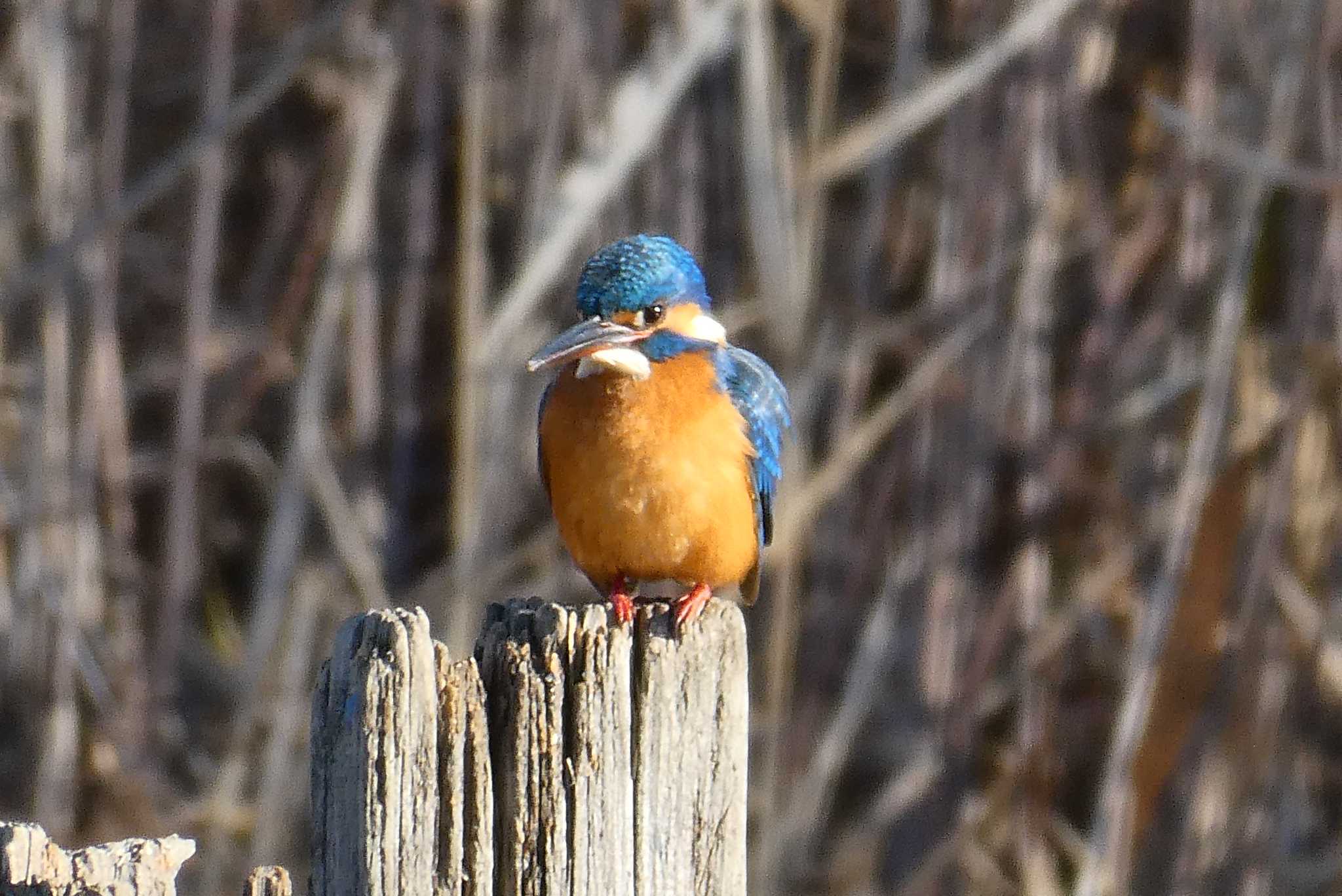 Common Kingfisher