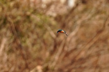 カワセミ 大堀川水辺公園 2023年1月20日(金)