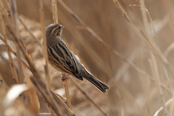 Common Reed Bunting 加古川河口 Mon, 1/9/2023