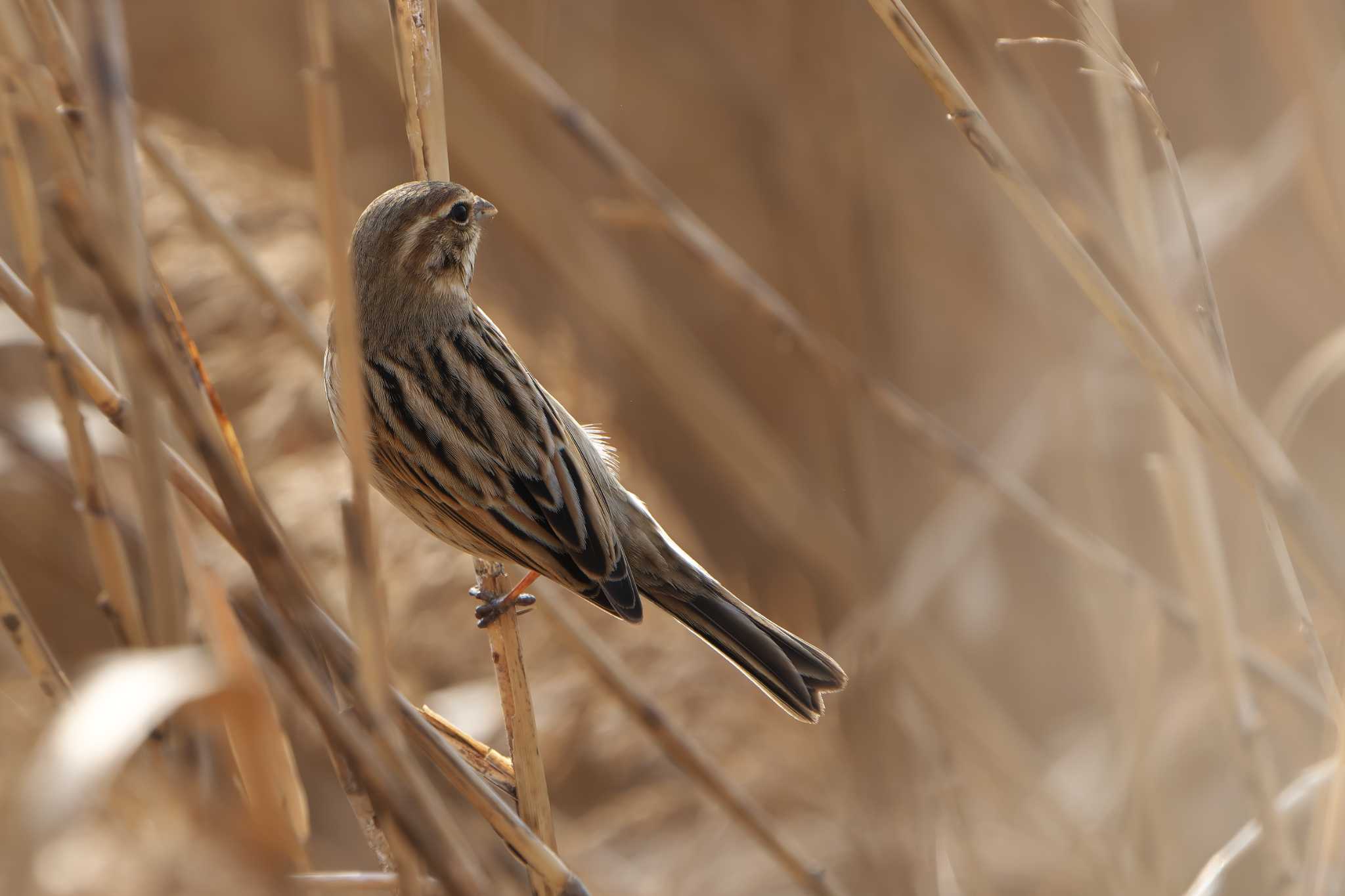 Common Reed Bunting