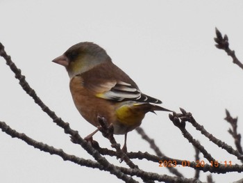 Oriental Greenfinch(kawarahiba) 木曽三川公園桜堤サブセンター Fri, 1/20/2023