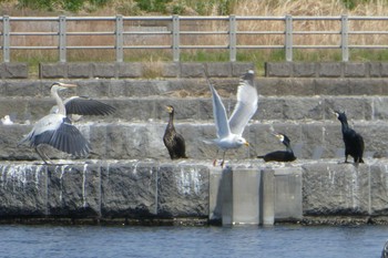 Sun, 4/1/2018 Birding report at 多摩川二ヶ領宿河原堰