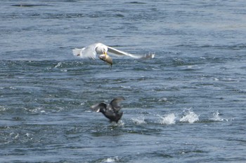 Vega Gull 多摩川二ヶ領宿河原堰 Sun, 4/1/2018