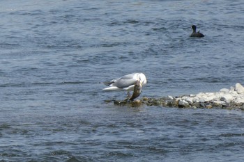 Vega Gull 多摩川二ヶ領宿河原堰 Sun, 4/1/2018