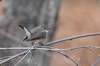 2023年1月20日(金) 大阪鶴見緑地の野鳥観察記録