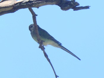 ビセイインコ Central Coast Wetlands Pioneer Dairy(NSW) 2023年1月15日(日)