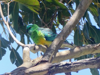 ビセイインコ Central Coast Wetlands Pioneer Dairy(NSW) 2023年1月15日(日)