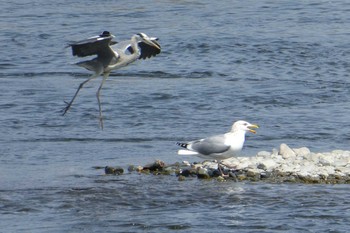 Vega Gull 多摩川二ヶ領宿河原堰 Sun, 4/1/2018