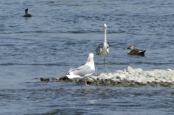 Vega Gull 多摩川二ヶ領宿河原堰 Sun, 4/1/2018