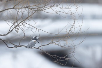 Crested Kingfisher Makomanai Park Mon, 3/7/2022