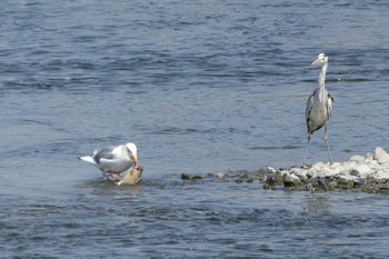 Vega Gull 多摩川二ヶ領宿河原堰 Sun, 4/1/2018