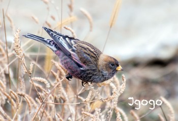 Asian Rosy Finch 茨城県 Sun, 1/15/2023