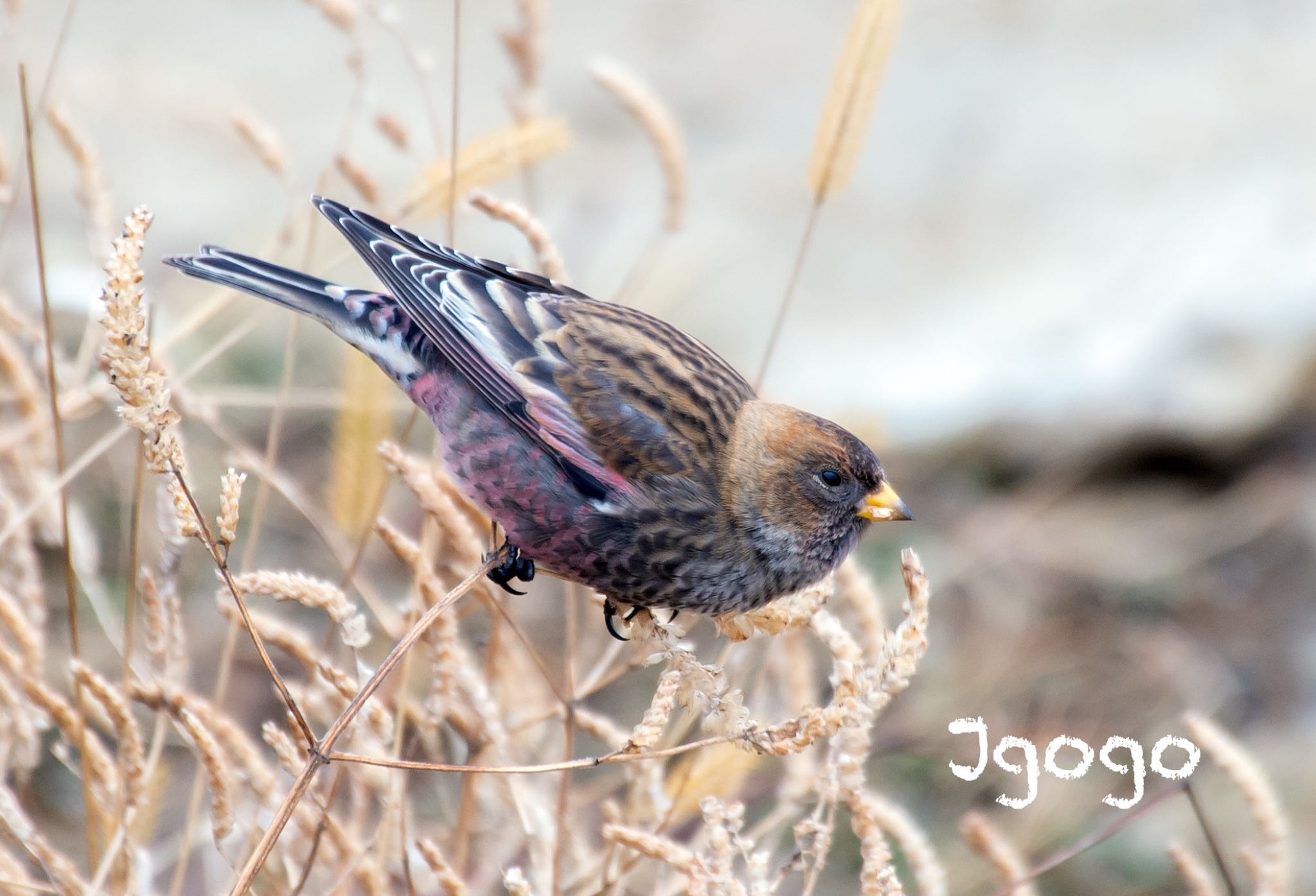 茨城県 ハギマシコの写真 by Jgogo