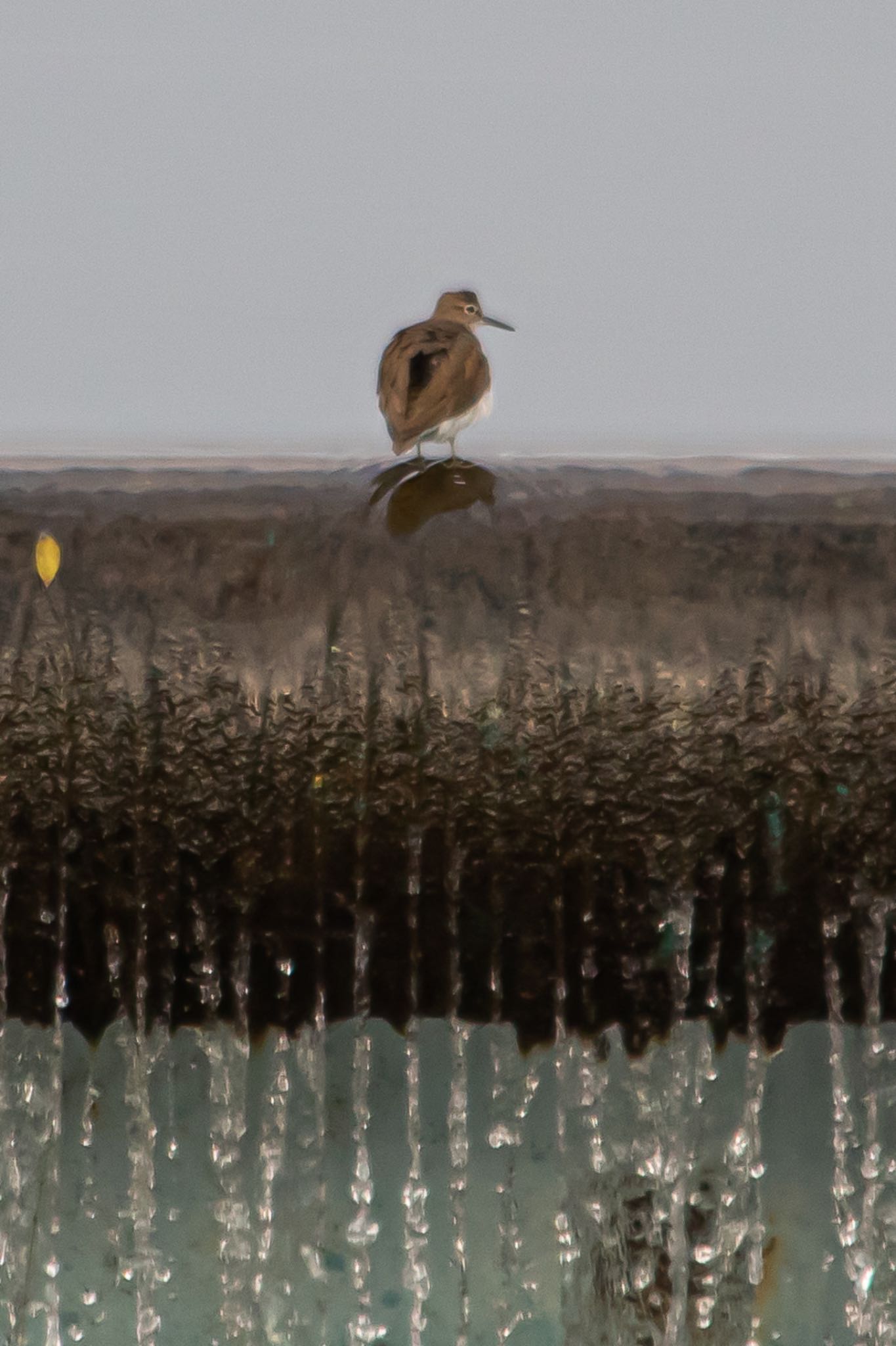 Photo of Common Sandpiper at 下松市末武川 by たけ隊長