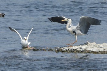 セグロカモメ 多摩川二ヶ領宿河原堰 2018年4月1日(日)