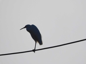 2023年1月20日(金) 妙正寺川の野鳥観察記録