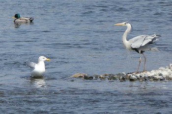 Vega Gull 多摩川二ヶ領宿河原堰 Sun, 4/1/2018