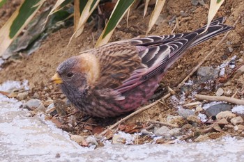 2023年1月7日(土) 筑波山の野鳥観察記録