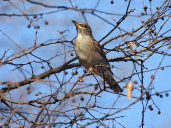 Pale Thrush Sayama Park Thu, 12/29/2022