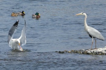 セグロカモメ 多摩川二ヶ領宿河原堰 2018年4月1日(日)