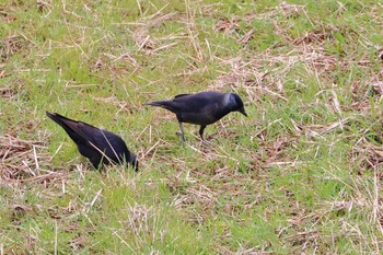 Daurian Jackdaw 鹿児島県 Wed, 1/18/2023