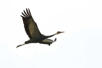 White-naped Crane 鹿児島県 Wed, 1/18/2023