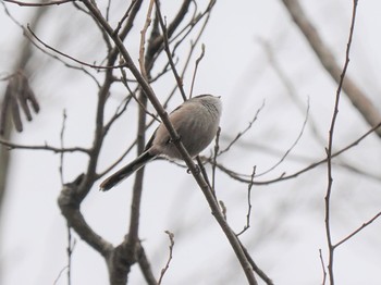 2023年1月15日(日) DIC川村記念美術館庭園の野鳥観察記録