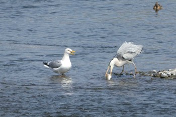 セグロカモメ 多摩川二ヶ領宿河原堰 2018年4月1日(日)