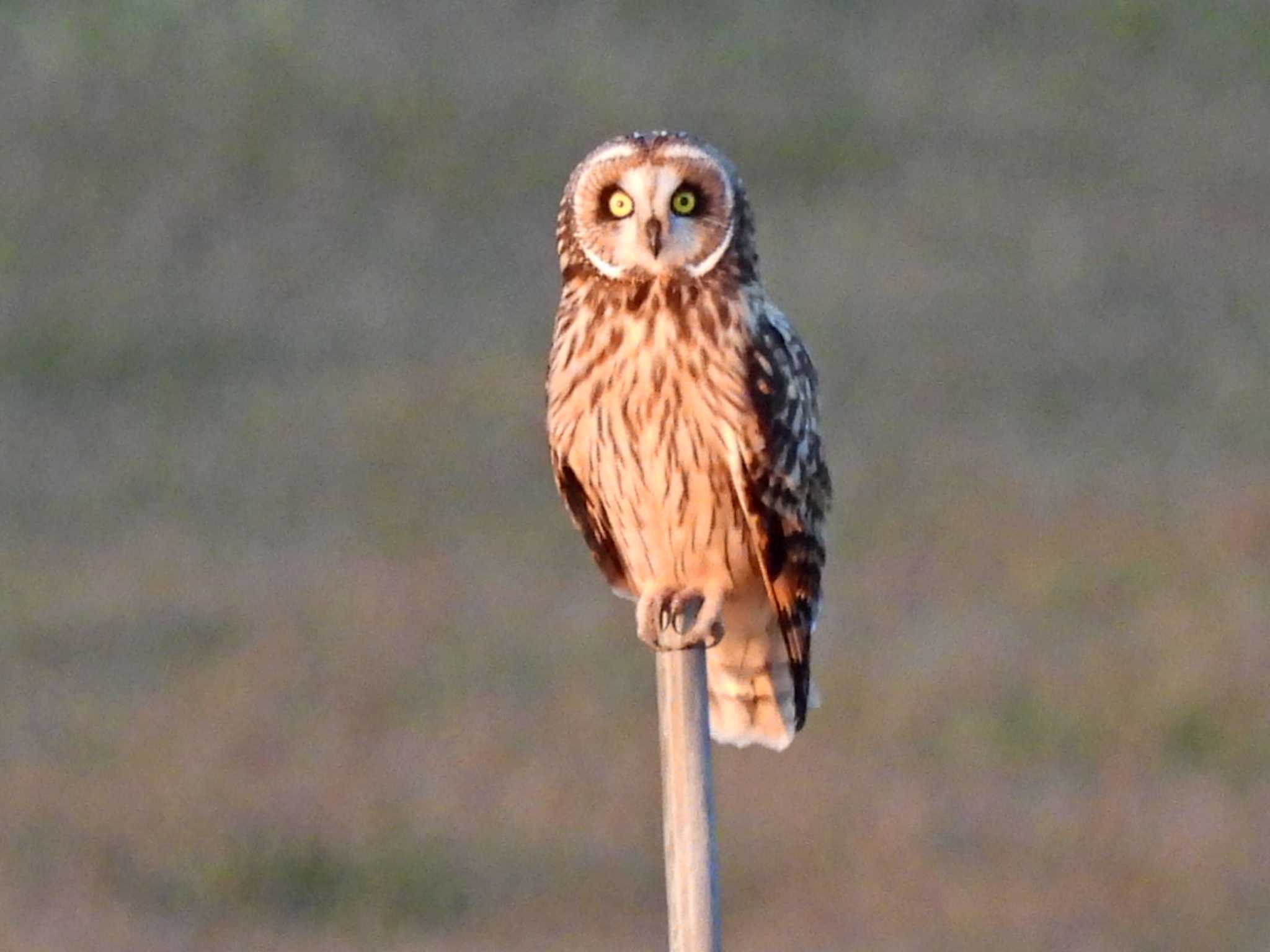 千葉県関宿城 コミミズクの写真 by スガユー