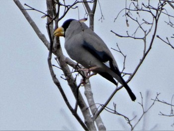 2023年1月15日(日) 丸火自然公園の野鳥観察記録