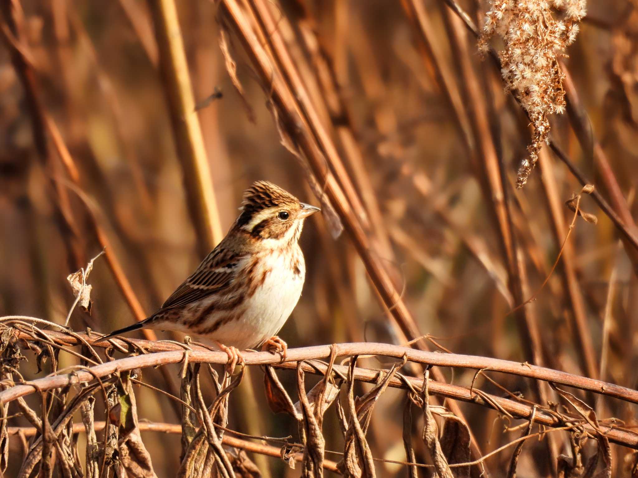 Rustic Bunting