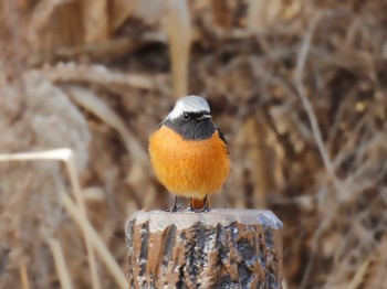 Daurian Redstart 平城宮跡 Fri, 1/20/2023