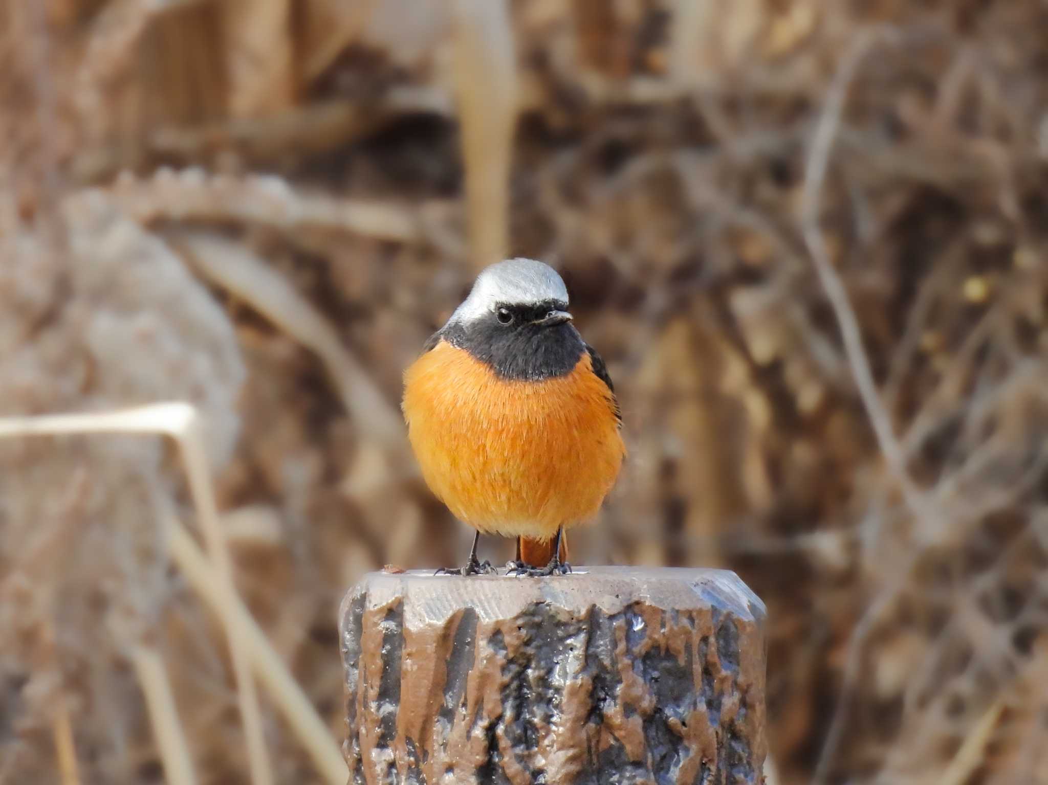 Daurian Redstart