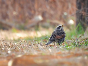 Dusky Thrush 平城宮跡 Fri, 1/20/2023