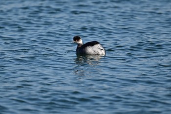 ハジロカイツブリ ふなばし三番瀬海浜公園 2023年1月20日(金)