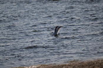 ユリカモメ ふなばし三番瀬海浜公園 2023年1月20日(金)