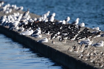 ミヤコドリ ふなばし三番瀬海浜公園 2023年1月20日(金)