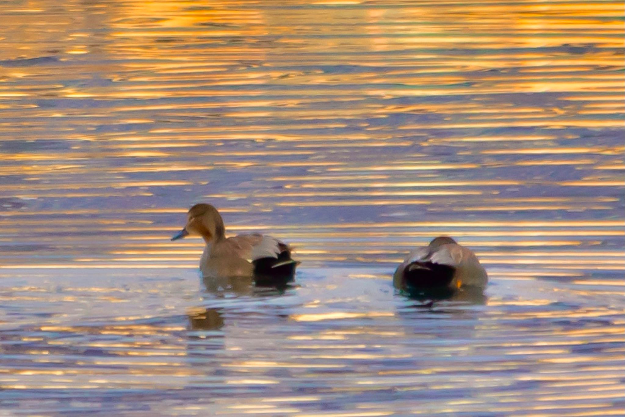 Photo of Gadwall at 山口県下松市末武川 by たけ隊長