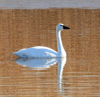 Tundra Swan(columbianus) Unknown Spots Wed, 12/28/2022