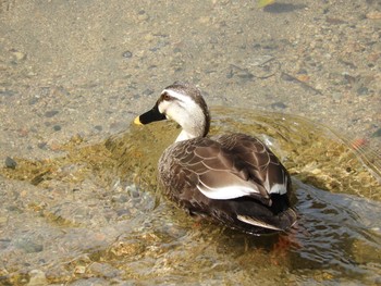 Eastern Spot-billed Duck Unknown Spots Sun, 4/1/2018