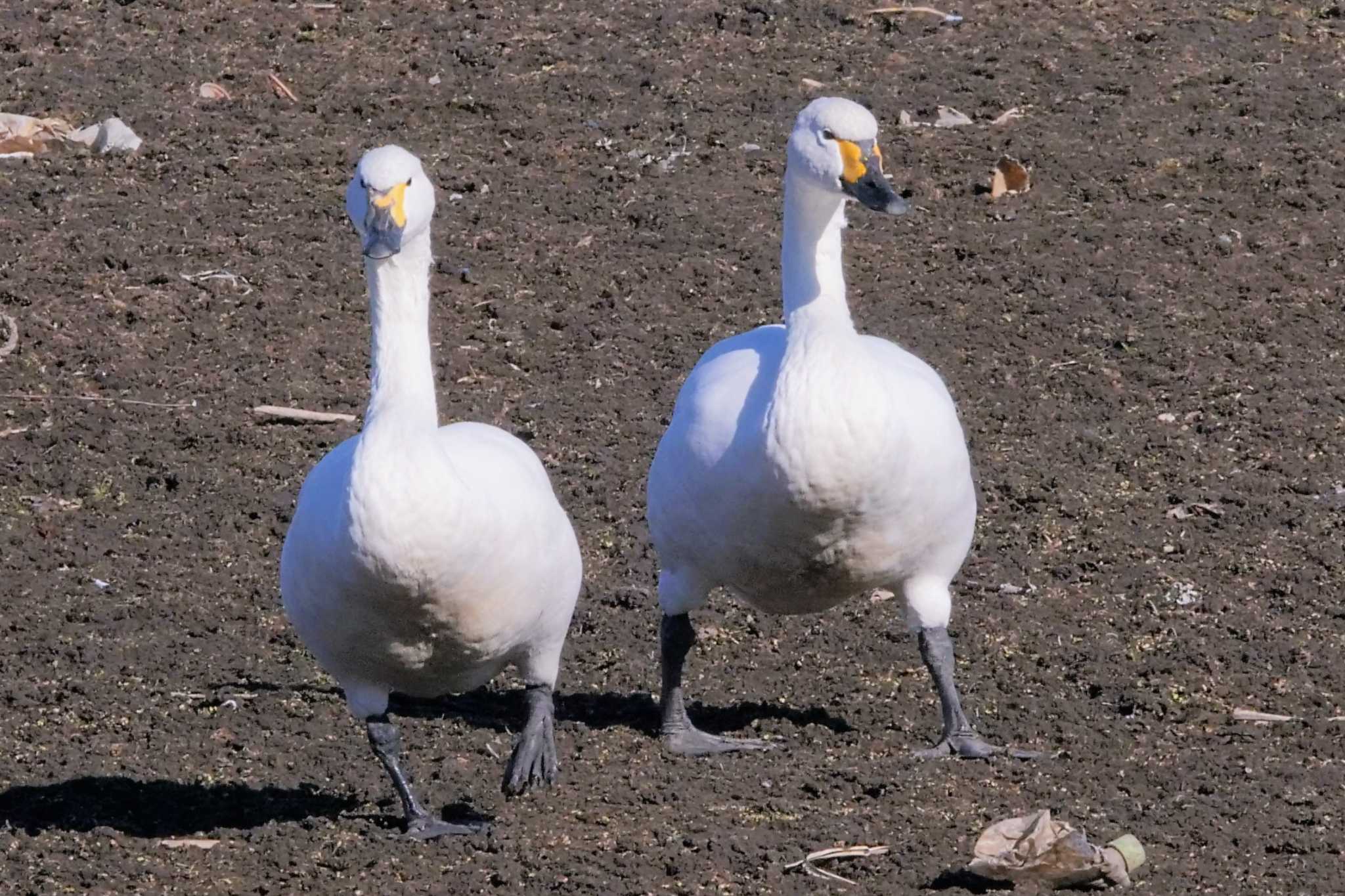 オオハクチョウ