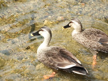 Eastern Spot-billed Duck 神戸市長田区 Sun, 4/1/2018