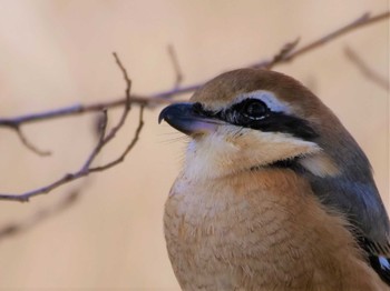 Bull-headed Shrike Mizumoto Park Thu, 1/19/2023