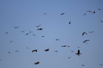 カワウ 行徳野鳥保護区 2023年1月21日(土)