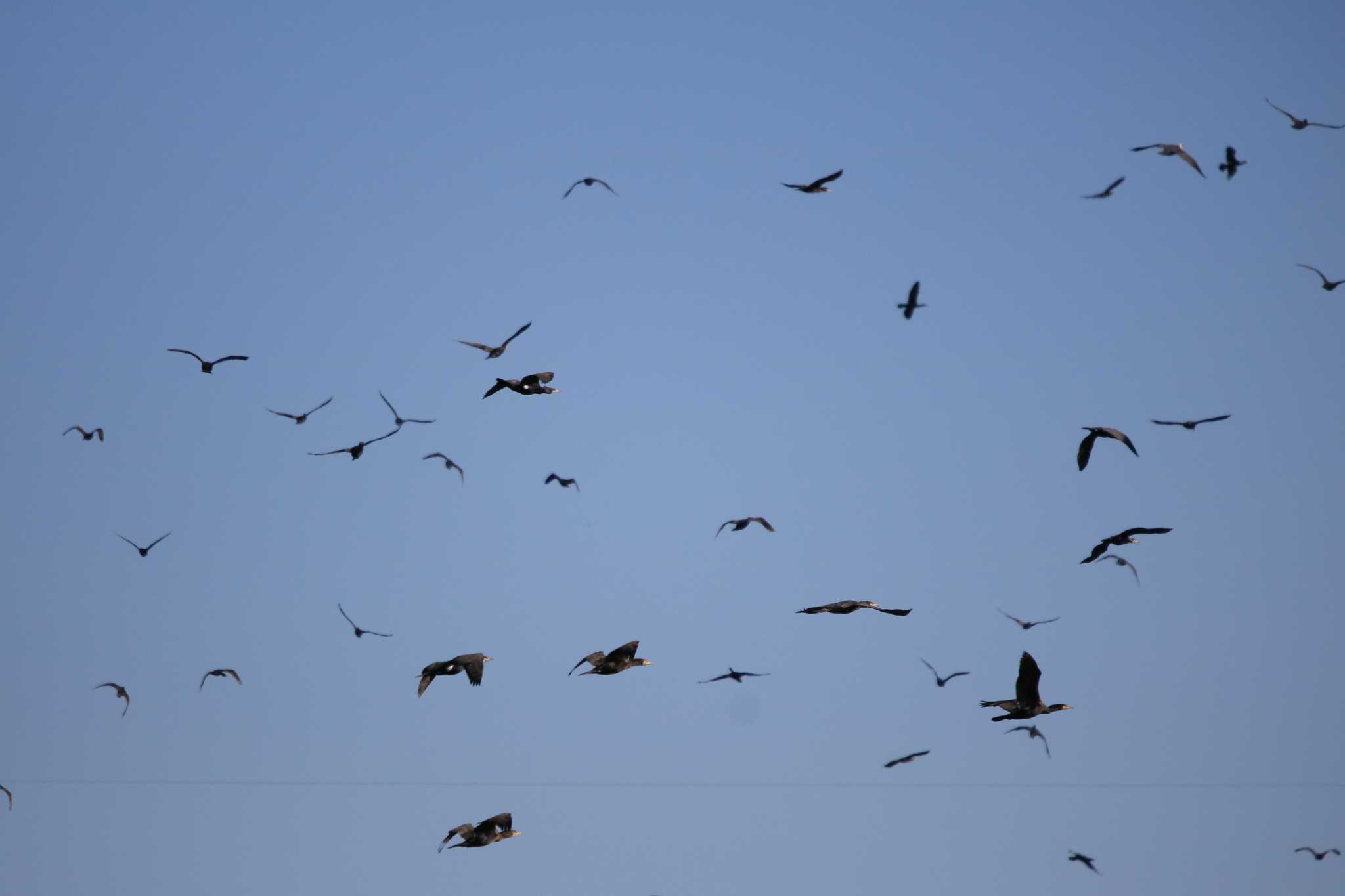 Photo of Great Cormorant at 行徳野鳥保護区 by てれすこ