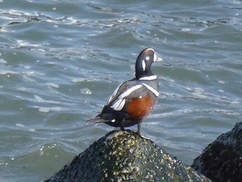 2018年3月11日(日) 北海道根室市納沙布岬の野鳥観察記録