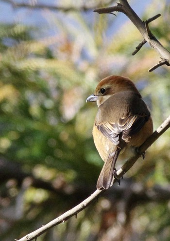 Bull-headed Shrike 杭瀬川スポーツ公園 Tue, 1/10/2023