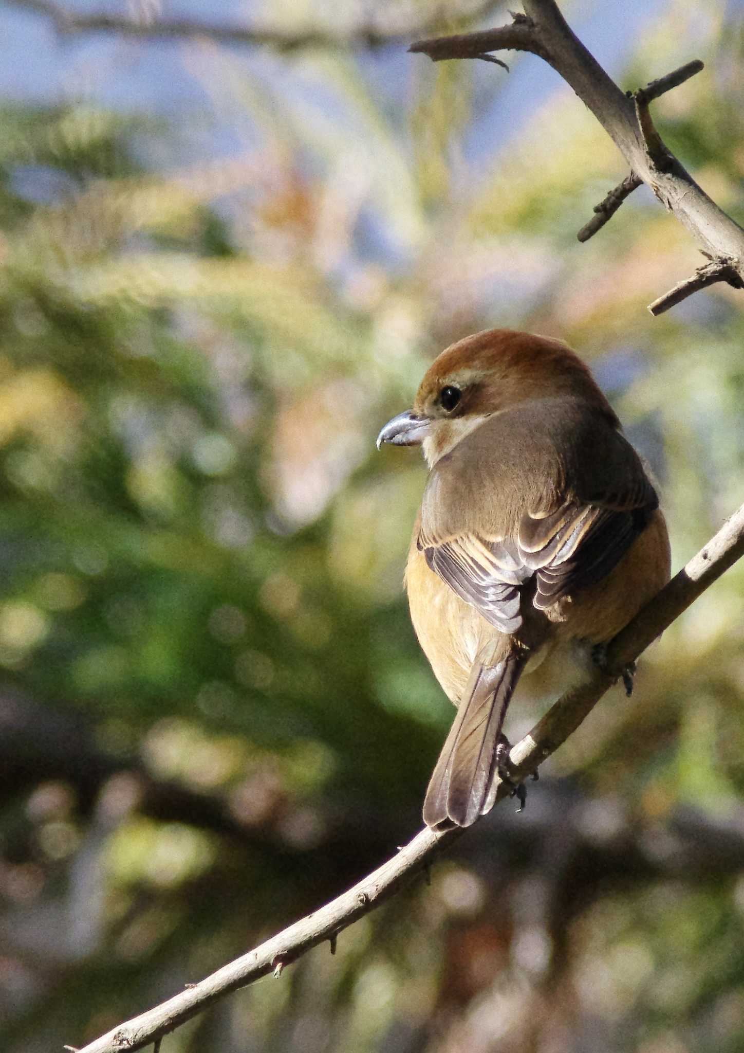 Photo of Bull-headed Shrike at 杭瀬川スポーツ公園 by KERON